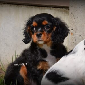 Cavalier King Charles 4837